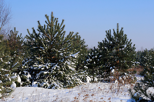 포토 JPG 해외이미지 나무 공원 크리스마스 겨울 자연 풍경 사람없음 야외 가로 햇빛 추위 소나무 신용카드 숲 12월 서리 광택 폴란드 1월 2월 해외202004 해외포토 식물 계절 공공시설 기념일 유럽 금융 태양 날짜 생태계 파일형식 이미지허브