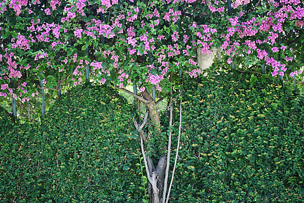 포토 JPG 해외이미지 나무 식물 외관 꽃 벽 백그라운드 잎 꽃무늬 패턴 자연 포도 주택 사람없음 야외 건물 장식 빨간색 세로 초록색 울타리 갈색 노란색 정원 골동품 덩굴 원예 질감 복고 오르기 시멘트 포도나무 아이비 무화과 내추럴 고체 옛날 콘크리트 해외202004 해외포토 건축물 컬러 무늬 과일 모션 취미 담장 과일나무 생태계 파일형식 이미지허브