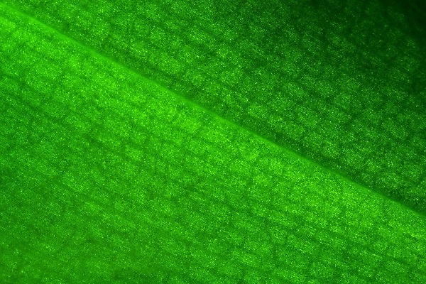 포토 JPG 해외이미지 식물 선 백그라운드 잎 패턴 자연 추상 사람없음 장식 초록색 환경 정원 나뭇가지 난초 묘사 원예 질감 내추럴 고립 생태학 이국적 해외202004 해외포토 나무 교육 컬러 무늬 취미 생태계 파일형식 이미지허브