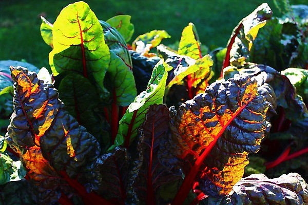 포토 JPG 해외이미지 음식 채소 건강 사람없음 컬러풀 정원 해외202004 해외포토 컬러 파일형식 이미지허브