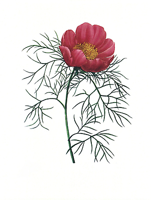 JPG 해외이미지 식물 꽃 꽃다발 일러스트 붓터치 수채화 사람없음 들꽃 그림 번짐 해외202004 해외일러스트 파일형식 효과 이미지허브