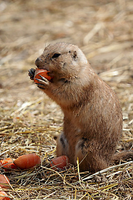 포토 JPG 해외이미지 동물 응시 공원 야생동물 포유류 자연 털 서기 사람없음 야외 갈색 미국 당근 개 설치류 작음 모피 먹기 다람쥐 동물상 해외202004 해외포토 시선 공공시설 컬러 북아메리카 모션 뿌리채소 조형물 크기 생태계 파일형식 이미지허브