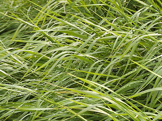 포토 JPG 해외이미지 식물 잔디 사람없음 초록색 정원 차도 물방울 이슬 편지 해외202004 해외포토 도로 컬러 파일형식 이미지허브