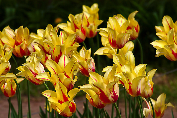 포토 JPG 해외이미지 모양 꽃 백그라운드 자연 사람없음 세트 정원 봄 튤립 해외202004 해외포토 식물 계절 생태계 파일형식 이미지허브