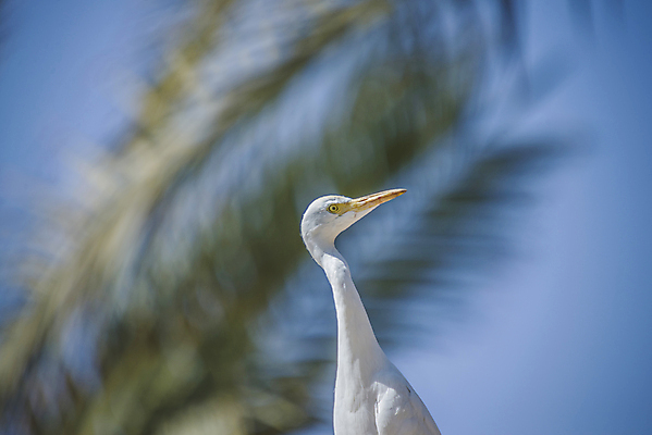 포토 JPG 해외이미지 식물 동물 공원 아시아 야생동물 날개 자연 조류 하늘 동양인 사람없음 물 노란색 흰색 황무지 소 방목 왜가리 깃털 부리 내추럴 동물상 전국 해외202004 해외포토 자연요소 공공시설 나라 컬러 포유류 인종 조형물 축산업 생태계 파일형식 이미지허브