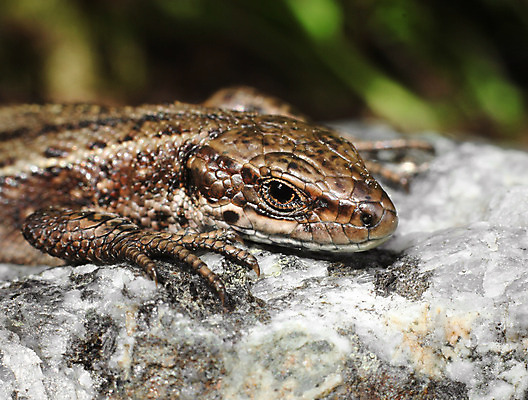 포토 JPG 해외이미지 동물 1 야생동물 백그라운드 신체 파충류 자연 따뜻함 사람없음 갈색 환경 닫기 작음 피부 도마뱀 해외202004 해외포토 컬러 모션 신체부위 크기 생태계 파일형식 이미지허브