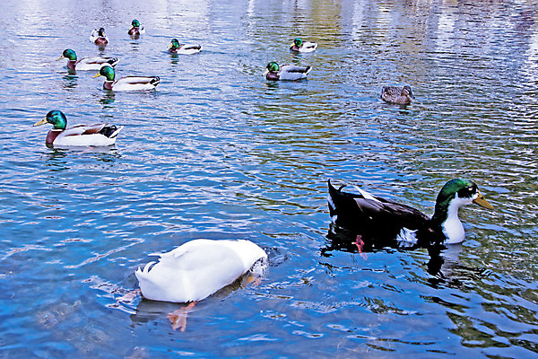 포토 JPG 해외이미지 동물 호수 야생동물 가족 자연 조류 엄마 오리 사람없음 야외 물 강 수영 봄 그룹 작음 깃털 부리 솜털 내추럴 해외202004 해외포토 자연요소 계절 관계 수상스포츠 크기 생태계 파일형식 이미지허브