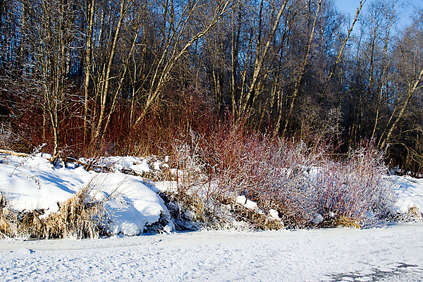 포토 JPG 해외이미지 나무 계절 여행 크리스마스 겨울 자연 휴가 풍경 사람없음 야외 물 빛 강 반사 평화 냉동 얼음 추위 안개 백발 가을 흰색 시골 신선 숲 시원함 크리스탈 빙하 서리 러시아 1월 목가 해외202004 해외포토 자연요소 식물 헤어스타일 기념일 유럽 컬러 컨셉 날씨 날짜 광석 생태계 파일형식 이미지허브