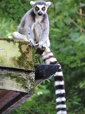 포토 JPG 해외이미지 동물 응시 야생동물 포유류 자연 사람없음 야외 관찰 경계 호기심 노려봄 여우원숭이 해외202004 해외포토 멸종위기종 시선 감정 컨셉 모션 표정 원숭이 생태계 파일형식 이미지허브
