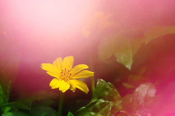 포토 JPG 해외이미지 식물 꽃 꽃무늬 자연 열대 사람없음 노란색 벚꽃 내추럴 해외202004 해외포토 컬러 무늬 생태계 파일형식 이미지허브