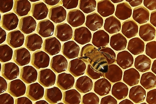 포토 JPG 해외이미지 식물 동물 꽃 음식 곤충 백그라운드 패턴 농업 자연 프레임 세포 건강 사람없음 약 환경 벚꽃 머리빗 황금 닫기 달콤 꿀벌 먹기 영화 유기농 바쁨 꽃가루 꿀 벌집 내추럴 밀랍 식민지 양봉 양봉장 해외202004 해외포토 웰빙 산업 무늬 의학 모션 문화예술 미용용품 맛 벌_곤충 가루 생태계 파일형식 이미지허브