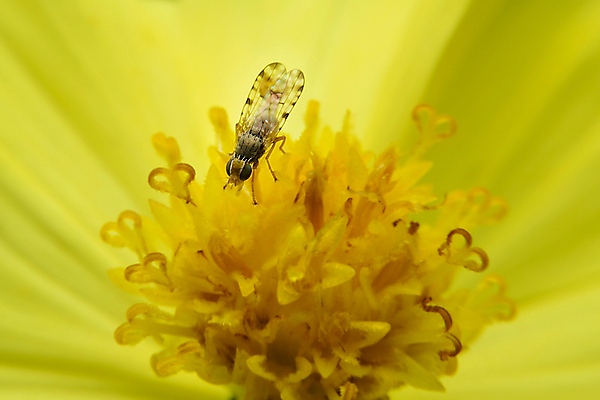포토 JPG 해외이미지 동물 꽃 곤충 태국 자연 사람없음 빛 고요 내추럴 해외202004 해외포토 식물 아시아 생태계 파일형식 이미지허브
