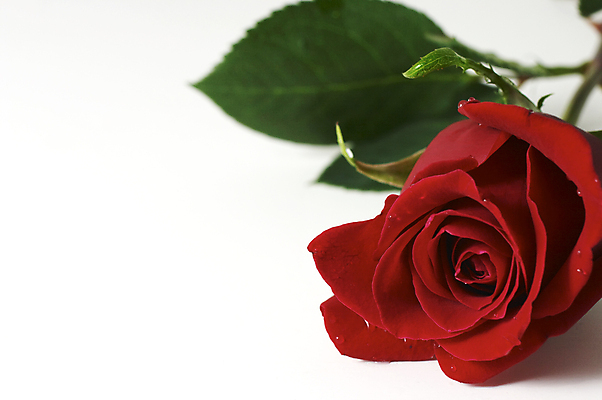 포토 JPG 해외이미지 식물 기념일 꽃 꽃무늬 데이트 자연 결혼식 휴가 발렌타인데이 선물 사랑 사람없음 빨간색 장미 벚꽃 신선 아내 달콤 주기 기회 내추럴 해외202004 해외포토 감정 컬러 결혼 무늬 모션 데이이벤트 이벤트 맛 생태계 파일형식 이미지허브