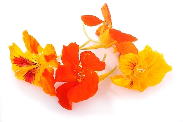 포토 JPG 해외이미지 꽃 사람없음 장식 컬러풀 샐러드 고명 먹기 준비 고립 식용 주키니호박 해외202004 해외포토 식물 음식 컬러 모션 파일형식 이미지허브