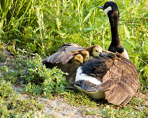 포토 JPG 해외이미지 동물 야생동물 날개 청소년 자연 조류 오리 사람없음 야외 여름 노란색 봄 아기 연못 보호 깃털 부드러움 거위 솜털 해외202004 해외포토 계절 컬러 컨셉 사람 감각 생태계 파일형식 이미지허브