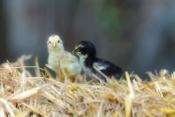 포토 JPG 해외이미지 식물 동물 디자인 계절 공원 꽃 백그라운드 잎 밭 노래 가족 자연 조류 추상 부활절 새로움 병아리 미술 풍경 사람없음 초록색 여름 빛 컬러풀 태양 정원 맑음 치킨 놀람 아기 신선 그룹 만족 내추럴 해외202004 해외포토 자연요소 공공시설 기념일 감정 음악 컬러 컨셉 무늬 농업 관계 날씨 문화예술 표정 사람 생태계 닭고기요리 파일형식 이미지허브