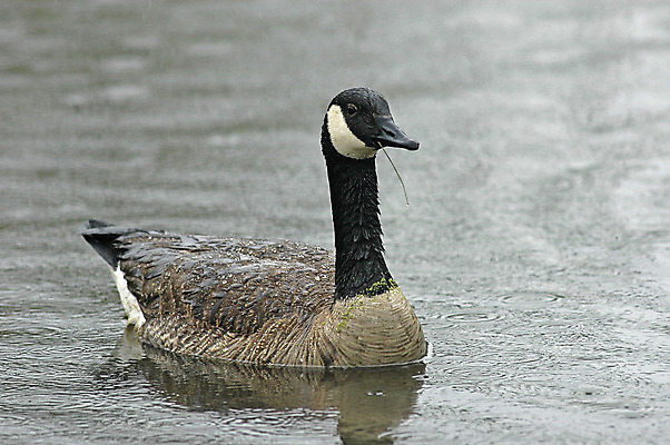 포토 JPG 해외이미지 동물 호수 야생동물 파도 캐나다 자연 조류 오리 사람없음 물 반사 평화 우아함 닫기 습지 시원함 깃털 싱글 거위 물새 밀짚 완벽 해외202004 해외포토 자연요소 바다 컨셉 북아메리카 모션 짚 생태계 파일형식 이미지허브