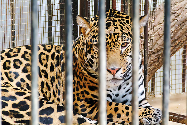 포토 JPG 해외이미지 한마리 응시 야생동물 자연 실내 동물원 사람없음 소프트포커스 맹수 표범 철창 케이지 해외202004 해외포토 반려용품 동물 1 시선 포유류 촬영기법 내부 오브젝트 생태계 파일형식 이미지허브