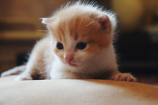 포토 JPG 해외이미지 동물 1 응시 행복 얼굴 어린이 백그라운드 장난 포유류 자연 놀이 털 미소 잔디 사람없음 야외 빨간색 초록색 여름 반려동물 노란색 귀여움 고양이 흰색 아기 달콤 작음 모피 얼룩무늬 솜털 기르기 돌봄 해외202004 해외포토 식물 시선 계절 감정 컬러 컨셉 무늬 모션 표정 사람 신체부위 맛 크기 생태계 파일형식 이미지허브