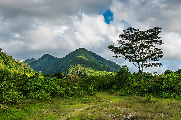 포토 JPG 해외이미지 나무 식물 구름 여행 백그라운드 자연 하늘 휴가 산 풍경 사람없음 가로 초록색 여름 봄 숲 절정 해외202004 해외포토 자연요소 계절 컬러 생태계 파일형식 이미지허브
