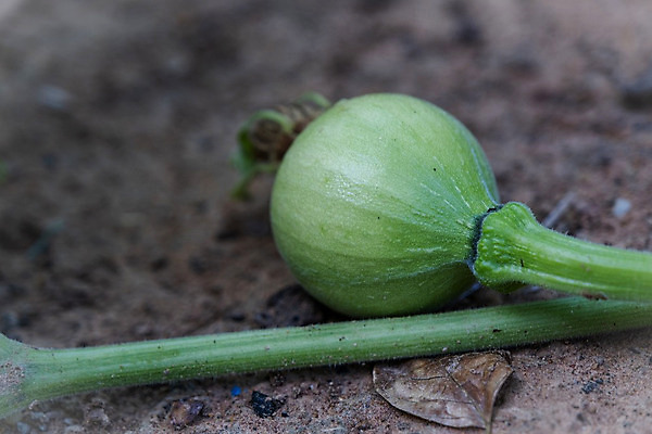 포토 JPG 해외이미지 식물 계절 꽃 음식 줄기 백그라운드 잎 꽃무늬 농업 채소 과일 자연 호박 프레임 건강 사람없음 장식 초록색 노란색 정원 축제 할로윈 수확 성장 소용돌이 신선 개화 작음 가득함 유기농 원예 포도나무 박 스쿼시 내추럴 뒤뜰 미니 해외202004 해외포토 웰빙 산업 스포츠 컬러 무늬 취미 구기 회오리 크기 과일나무 생태계 파일형식 이미지허브