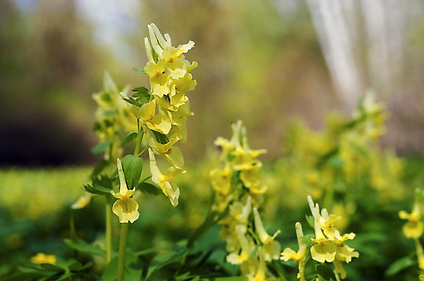 포토 JPG 해외이미지 나무 식물 계절 공원 꽃잎 꽃 잎 꽃무늬 밭 자연 사람없음 야외 목재 초록색 노란색 환경 정원 봄 들꽃 벚꽃 신선 숲 땅 장면 내추럴 생태학 해외202004 해외포토 공공시설 교육 컬러 무늬 농업 재료 생태계 파일형식 이미지허브