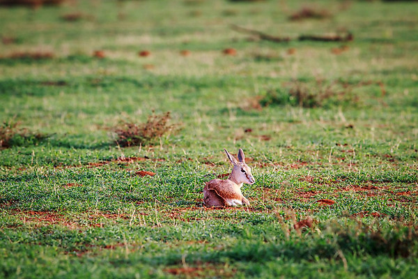 포토 JPG 해외이미지 동물 공원 야생동물 여행 포유류 아프리카 자연 초식동물 뿔 사람없음 야외 달러 황무지 우아함 보호 사파리 영양 남쪽 내추럴 송아지 가젤 남아프리카 대패 동물상 사바나 생태학 전국 초식 칼라하리 해외202004 해외포토 공공시설 교육 나라 새끼 컨셉 돈 조형물 사막 소 방향 생태계 파일형식 이미지허브