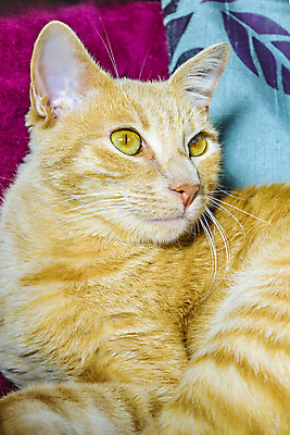 포토 JPG 해외이미지 동물 1 남자 백그라운드 휴식 주택 실내 앉기 성인 사람없음 내부 반려동물 노란색 고양이 생강 거짓말 해외202004 해외포토 컬러 컨셉 채소 포유류 모션 사람 건물 파일형식 이미지허브