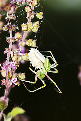 포토 JPG 해외이미지 식물 동물 잎 자연 사람없음 야외 옆모습 초록색 갈색 머리 정원 계란 웹 닫기 흉부 거미 스파이크 동물상 해외202004 해외포토 뷰포인트 컬러 곤충 인터넷 모션 신체부위 조형물 알 호흡기관 생태계 파일형식 이미지허브