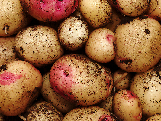 포토 JPG 해외이미지 음식 농업 채소 재료 감자 건강 사람없음 농장 정원 수확 신선 시장 유기농 날것 뿌리 내추럴 해외202004 해외포토 웰빙 산업 파일형식 이미지허브