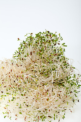 포토 JPG 해외이미지 식물 음식 백그라운드 잎 패턴 농업 다이어트 채소 재료 자연 추상 새로움 건조 건강 종류 씨앗 사람없음 초록색 새싹 주방 샐러드 수확 성장 흰색 신선 그룹 냄비 브로콜리 낟알 시리얼 유기농 질감 날것 뿌리 고립 대두 바이오 채식주의자 총각무 해외202004 해외포토 웰빙 산업 컬러 컨셉 무늬 솥 무 생태계 채식 파일형식 이미지허브