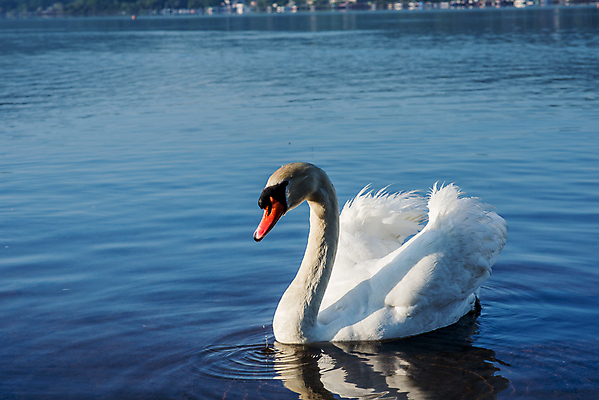 포토 JPG 해외이미지 동물 구름 커플 유럽 아시아 호수 야생동물 여행 자연 조류 하늘 아침 휴가 산 파노라마 사랑 동양인 풍경 사람없음 야외 물 여름 파란색 반사 평화 마을 환경 골짜기 일본 맑음 침묵 새벽 흰색 시골 도쿄 심볼 화산 백조 장면 5 동쪽 후지산 천연기념물 단아함 랜드마크 해외202004 해외포토 주간 자연요소 계절 감정 나라 컬러 컨셉 관계 날씨 촬영기법 인종 숫자 소리 세계문화유산 방향 생태계 파일형식 이미지허브