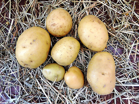 포토 JPG 해외이미지 음식 농업 채소 가방 재료 감자 사람없음 목재 농작물 농장 갈색 쌓기 수확 시골 판넬 유기농 자루 흙더미 덩어리 내추럴 밭일 옛날 지하실 채식주의자 해외202004 해외포토 나무 웰빙 잡화 산업 컬러 모션 흙 채식 파일형식 더미 이미지허브