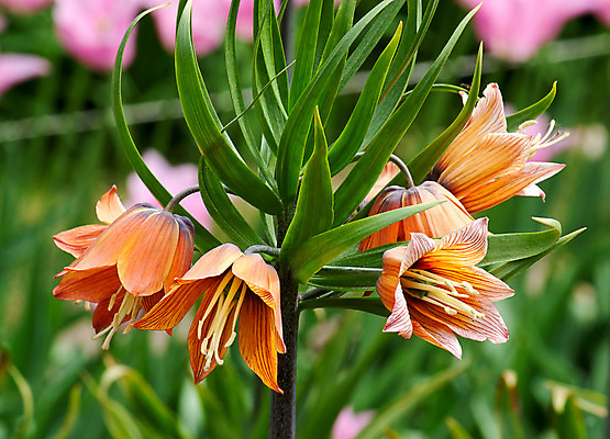 포토 JPG 해외이미지 모양 꽃 백그라운드 자연 사람없음 세트 정원 봄 해외202004 해외포토 식물 계절 생태계 파일형식 이미지허브