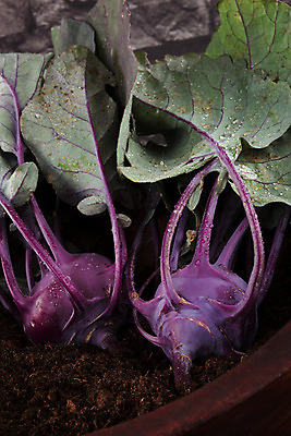 포토 JPG 해외이미지 식물 음식 잎 농업 다이어트 채소 자연 건강 사람없음 목재 초록색 컬러풀 농장 갈색 정원 보라색 어둠 흙 수확 시골 신선 사발 유기농 원예 날것 뿌리 내추럴 숙성 채식주의자 콜라비 해외202004 해외포토 나무 웰빙 산업 컬러 재료 취미 사기그릇 생태계 채식 파일형식 이미지허브