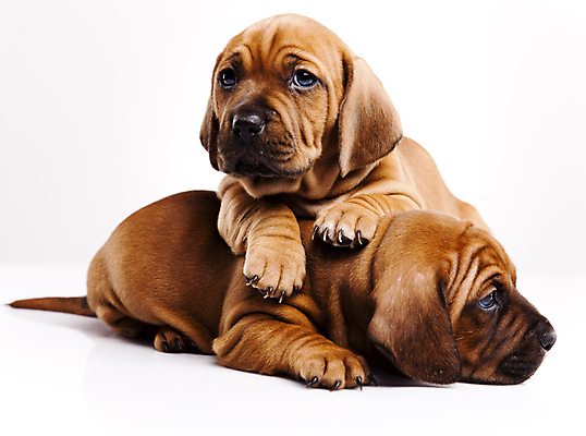 포토 JPG 해외이미지 반려견 새끼 엎드리기 두마리 실내 사람없음 반려동물 귀여움 기댐 강아지 닥스훈트 흰배경 해외202004 해외포토 동물 백그라운드 컨셉 2 모션 내부 흰색 개 파일형식 이미지허브