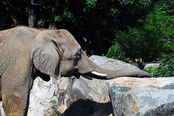 포토 JPG 해외이미지 동물 야생동물 여행 포유류 아프리카 자연 코끼리 동물원 사람없음 힘 회색 위험 큼 사파리 피부 질감 귀 상아 케냐 무거움 거인 해외202004 해외포토 나라 컬러 컨셉 신체부위 무게 크기 생태계 파일형식 이미지허브