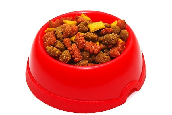 포토 JPG 해외이미지 동물 음식 건조 건강 사람없음 반려동물 저녁식사 고양이 먹기 배고픔 가득함 통조림 흙더미 고립 해외202004 해외포토 포유류 모션 식사 흙 파일형식 더미 이미지허브