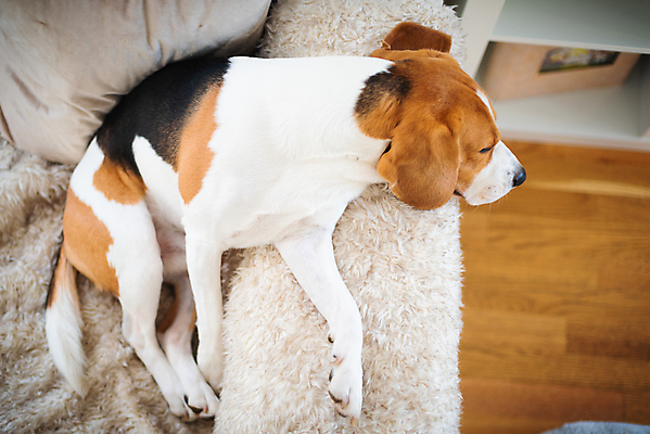 포토 JPG 해외이미지 동물 포유류 사람없음 반려동물 개 사냥개 비글 송곳니 기르기 유래 해외202004 해외포토 치아 돌봄 파일형식 이미지허브