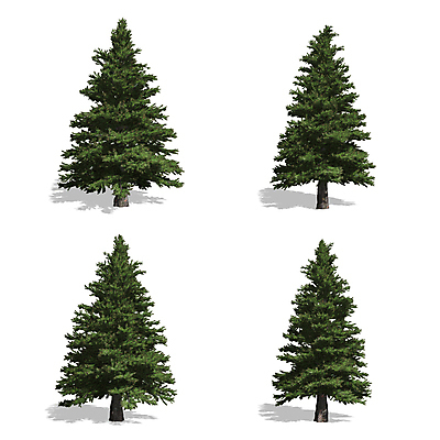 포토 JPG 해외이미지 나무 식물 줄기 백그라운드 잎 자연 건조 사람없음 야외 목재 초록색 세트 환경 정원 성장 흰색 나뭇가지 숲 큼 자르기 수집 오브젝트 에코 나무껍질 내추럴 고립 생태학 엘리먼트 가문비나무 그리너리 해외202004 해외포토 교육 컬러 재료 모션 껍질 크기 생태계 파일형식 트랜드컬러 이미지허브