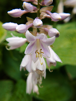 포토 JPG 해외이미지 식물 계절 꽃잎 꽃 분홍색 백그라운드 잎 꽃무늬 자연 사람없음 야외 초록색 정원 봄 활발 벚꽃 흰색 신선 우아함 제비꽃 싱글 내추럴 고립 이국적 해외202004 해외포토 컬러 컨셉 무늬 생태계 파일형식 이미지허브