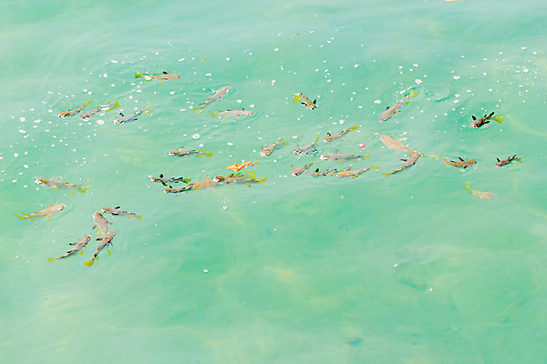 포토 JPG 해외이미지 나무 동물 디자인 꽃 야생동물 바다 여행 백그라운드 일러스트 학교 자연 하늘 휴가 함께함 이집트 어류 풍경 사람없음 빨간색 초록색 물 파란색 컬러풀 햇빛 태양 환경 수중 수영 그룹 산호 아래 생태계 다이빙 암초 내추럴 깊이 해외202004 해외포토 자연요소 식물 교육 컬러 컨셉 아프리카 수중동물 수상스포츠 자포동물 방향 위치 수중스포츠 파일형식 이미지허브