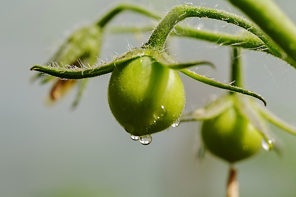 포토 JPG 해외이미지 식물 문화 음식 잎 농업 다이어트 토마토 채소 과일 자연 건강 사람없음 초록색 농작물 정원 튀김 수확 나뭇가지 신선 초승달 유기농 원예 온실 채식주의자 해외202004 해외포토 나무 웰빙 산업 컬러 취미 달 생태계 채식 파일형식 이미지허브