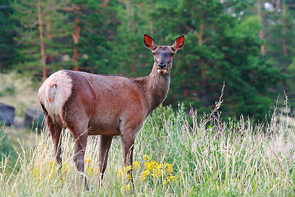 포토 JPG 해외이미지 동물 1 응시 공원 여자 야생동물 스포츠 백그라운드 밭 포유류 자연 사슴 산 건조 털 서기 사람없음 야외 빨간색 갈색 가축 시골 관찰 황무지 숲 경계 사냥 장면 지역 수유 암사슴 초식 해외202004 해외포토 시선 공공시설 컬러 농업 모션 사람 암컷 생태계 파일형식 이미지허브