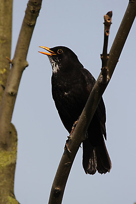 포토 JPG 해외이미지 동물 야생동물 노래 자연 조류 하늘 앉기 사람없음 검은색 나뭇가지 해외202004 해외포토 나무 음악 컬러 모션 생태계 파일형식 이미지허브