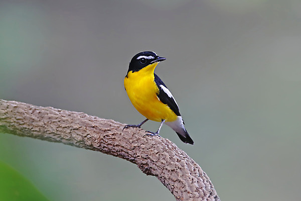 포토 JPG 해외이미지 나무 동물 여자 남자 아시아 얼굴 야생동물 백그라운드 날개 자연 조류 사람없음 야외 목재 가로 초록색 컬러풀 노란색 머리 환경 나뭇가지 막대기 닫기 숲 깃털 꼬리 부리 서식지 생태학 이국적 해외202004 해외포토 식물 교육 나라 컬러 재료 모션 사람 신체부위 생태계 파일형식 이미지허브