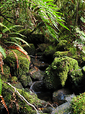 포토 JPG 해외이미지 나무 공원 섬 잎 새로움 이끼 풍경 사람없음 초록색 강 세계 달리기 소리 폭포 흐름 개울 황무지 재산 보호 숲 열대우림 땅 속도 지역 남쪽 양치류 전국 해외202004 해외포토 식물 공공시설 컬러 컨셉 모션 자연 금융 방향 파일형식 이미지허브