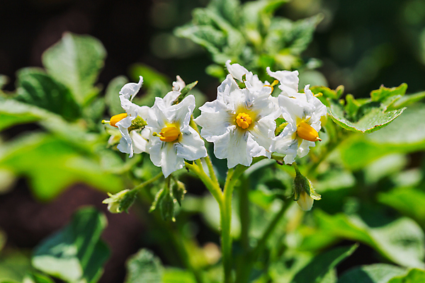 포토 JPG 해외이미지 식물 디자인 계절 공원 꽃잎 꽃 별 백그라운드 잎 꽃무늬 패턴 농업 채소 자연 감자 사람없음 야외 장식 초록색 머리 정원 봄 벚꽃 흰색 신선 개화 그룹 우아함 오브젝트 원예 데이지 꽃가루 멀티 영원 해외202004 해외포토 자연요소 공공시설 산업 컬러 컨셉 무늬 취미 신체부위 가루 생태계 파일형식 이미지허브