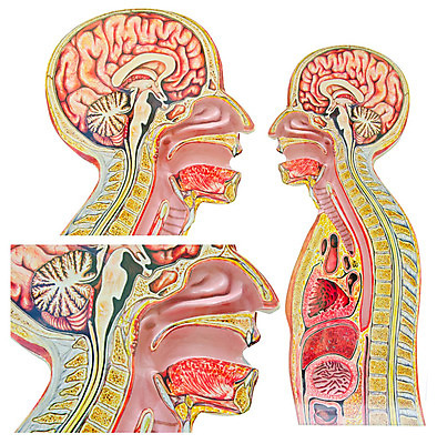 포토 JPG 해외이미지 모델 교육 조각 과학 신체 해부 근육 실내 사람 사람없음 내부 치료 스터디 약 머리 입 구멍 투명 터널 오르간 호흡기관 플라스틱 혀 뇌 코 간 시스템 목 몸통 암 외과 정맥 췌장 인공 해외202004 해외포토 길 의학 재질 병원 신체부위 학습 장기_의학 건반악기 질병 혈관 파일형식 이미지허브