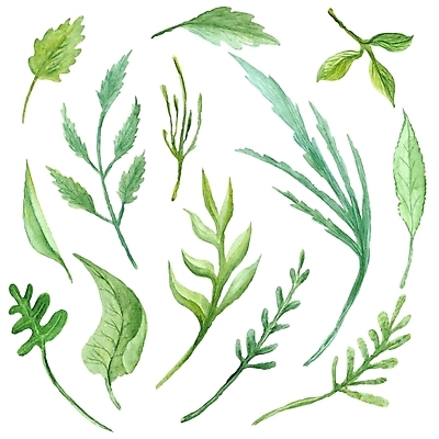 JPG 해외이미지 식물 잎 일러스트 붓터치 수채화 사람없음 그림 번짐 해외202004 해외일러스트 파일형식 효과 이미지허브